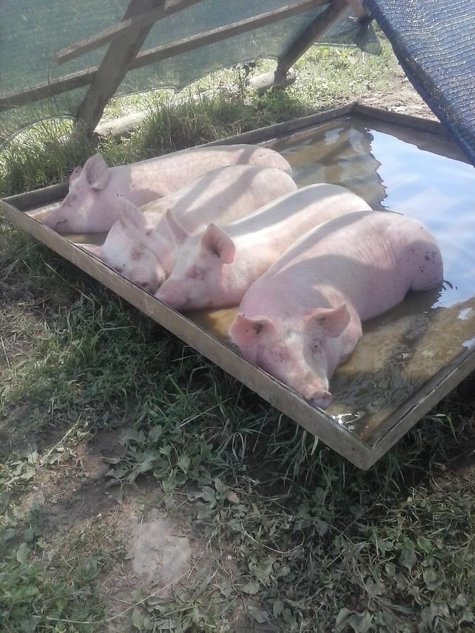 Agriturismo Borgo Floreani Vendoglio 外观 照片